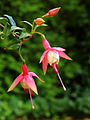 Fuchsia 'Patio Princess'