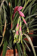 Billbergia eloisiae