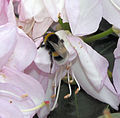 Bombus terrestris feeding on white Rhododendron