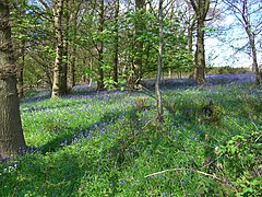 Bluebells - panoramio.jpg