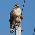 Buteo japonicus (cat.)