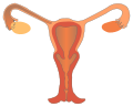 Female reproductive system