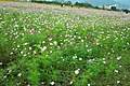 cultivated in a field