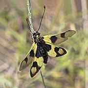 Libelloides macaronius (Owlfly) female, dorsal, wings open