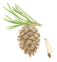 Pinus sylvestris cone