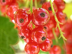 red currant (Ribes rubrum)