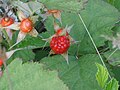 Rubus parvifolius