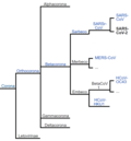 File:Systematik Coronaviridae SARS-CoV-2.png өсөн миниатюра