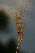 Triticum polonicum