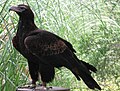 Aquila audax (cat.)