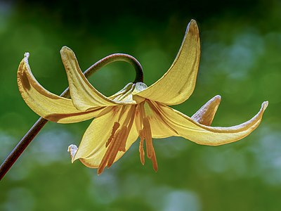 "Erythronium_´Pagoda´-20210426-RM-122542.jpg" by User:Ermell