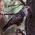 Buteo trizonatus (cat.)