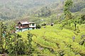 Paysage du Sikkim