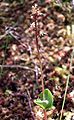 Neottia cordata Snowdonia