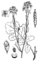 Črna gorčica. (Sinápis nígra.) [sic!] Illustration #173 in: Martin Cilenšek: Naše škodljive rastline, Celovec (1892)