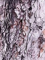 Close up, the bark seems to be made up of countless shiny metal pieces. Pinus thunbergii