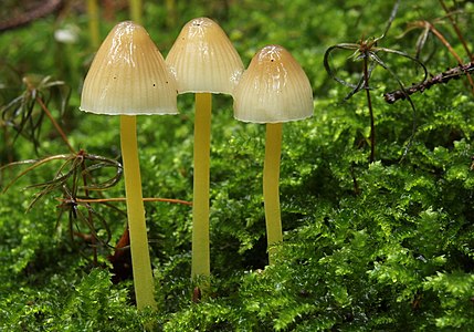 "Dehnbare_Helmling_Mycena_epipterygia.jpg" by User:Holleday