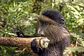 15 Golden monkey (Cercopithecus kandti) eating uploaded by Charlesjsharp, nominated by Charlesjsharp,  15,  0,  0