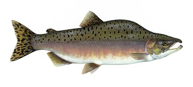 Timothy Knepp Pink salmon (Oncorhynchus gorbuscha)