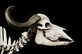 Commons:Picture of the Year/2012/R1/Syncerus caffer african buffalo skull MNHN.jpg