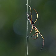 Nephila kuhlii (Black wood spider) lateral