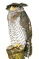 Bubo sumatranus (cat.)