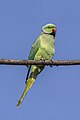 4 Rose-ringed parakeet (Psittacula krameri borealis) male Jaipur 2 uploaded by Charlesjsharp, nominated by Charlesjsharp,  9,  1,  0