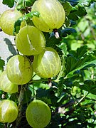 Gooseberries (Ribes uva-crispa)