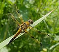 Vierfleck - Libellula quadrimaculata, Männchen, am Bruchgraben in den Kirschgartshäuser Schlägen