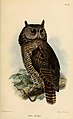 Bubo shelleyi (cat.)