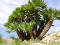 Chamaerops humilis