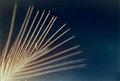 Close-up shot of a bird's feather