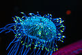 Flower Hat Jelly Monterrey Bay Aquarium