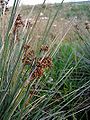 Juncus acutus