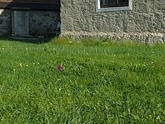 Orchidee - Neufahrn, Friedhof - Biotop - 2023-05-29 - 058b.jpg