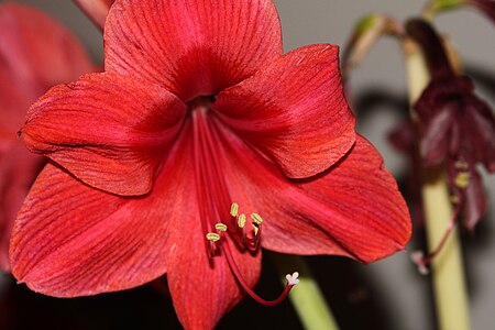 unidentified Red flower