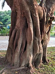 Ficus superba var. japonica