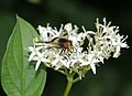 Gemeine Waldschwebfliege am Vogelstangsee