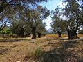Olive orchards