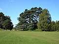 The eastern edge of cricket green on Petersfield Heath.
