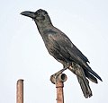 Corvus levaillantii (cat.)