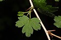 Ribes divaricatum