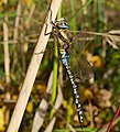 Herbst-Mosaikjungfer - Aeshna mixta, Männchen, am See in Pfingstberg