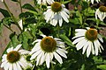 Echinacea purpurea 'White Swan'