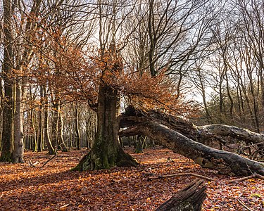 "Eik_met_uitgebroken_kroon._Locatie,_Kroondomein_Het_Loo._25-12-2020_(d.j.b.)_02.jpg" by User:Famberhorst