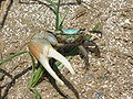 Fiddler crab