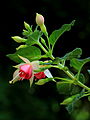 Fuchsia 'Canny Boy'.