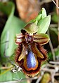 Ophrys ciliata