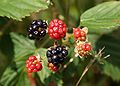 Rubus fruticosus Type species