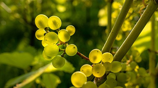 "Solaris_grapes_in_Chateaux_Luna_vineyard_24.jpg" by User:W.carter